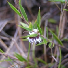 Cryptolaemus montrouzieri at Kambah, ACT - 6 Mar 2022