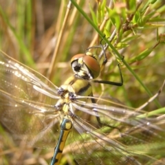 Hemicordulia tau (Tau Emerald) at Kambah, ACT - 5 Mar 2022 by MatthewFrawley