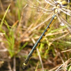 Hemicordulia tau at Kambah, ACT - 6 Mar 2022 09:58 AM