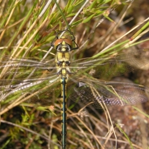 Hemicordulia tau at Kambah, ACT - 6 Mar 2022 09:58 AM