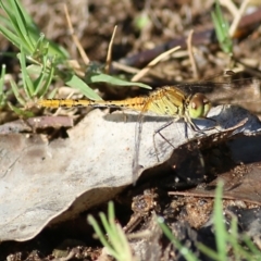 Unidentified Damselfly (Zygoptera) at Albury, NSW - 5 Mar 2022 by KylieWaldon