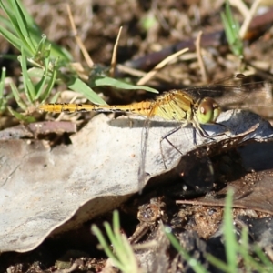 Diplacodes bipunctata at Albury, NSW - 6 Mar 2022