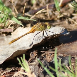 Diplacodes bipunctata at Albury, NSW - 6 Mar 2022