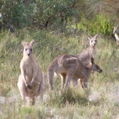 Macropus giganteus (Eastern Grey Kangaroo) at Kambah, ACT - 5 Mar 2022 by MatthewFrawley