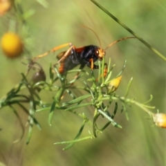 Cryptocheilus bicolor (Orange Spider Wasp) at Nail Can Hill - 5 Mar 2022 by KylieWaldon