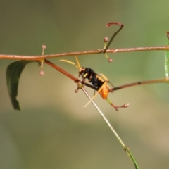 Cryptocheilus bicolor at Albury, NSW - 6 Mar 2022 09:10 AM