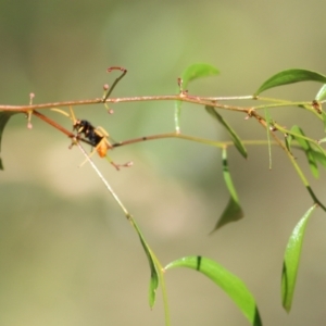 Cryptocheilus bicolor at Albury, NSW - 6 Mar 2022