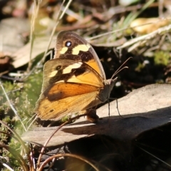 Heteronympha merope (Common Brown Butterfly) at Albury, NSW - 6 Mar 2022 by KylieWaldon