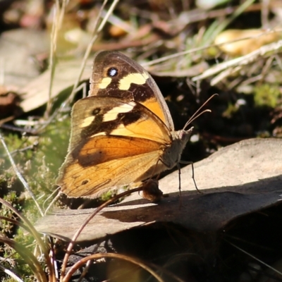 Heteronympha merope (Common Brown Butterfly) at Albury, NSW - 6 Mar 2022 by KylieWaldon