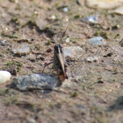Unidentified Grasshopper (several families) at Albury, NSW - 5 Mar 2022 by KylieWaldon