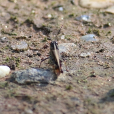 Acrididae sp. (family) (Unidentified Grasshopper) at Albury, NSW - 6 Mar 2022 by KylieWaldon