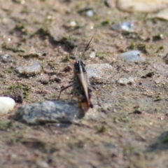 Unidentified Grasshopper (several families) (TBC) at Albury, NSW - 5 Mar 2022 by KylieWaldon