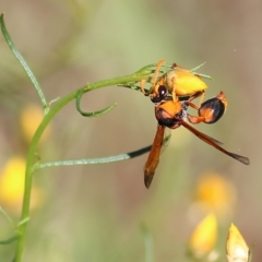 Delta bicinctum (Potter wasp) at Nail Can Hill - 5 Mar 2022 by KylieWaldon