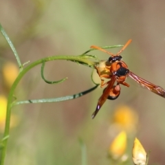 Delta bicinctum at Albury, NSW - 6 Mar 2022