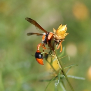 Delta bicinctum at Albury, NSW - 6 Mar 2022