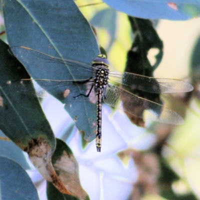 Unidentified Dragonfly (Anisoptera) at Albury, NSW - 5 Mar 2022 by KylieWaldon
