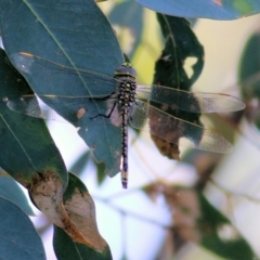 Anax papuensis at Albury, NSW - 6 Mar 2022