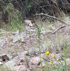 Papilio anactus at Pearce, ACT - 6 Mar 2022