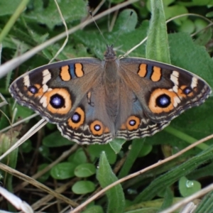 Junonia villida at Macarthur, ACT - 6 Mar 2022