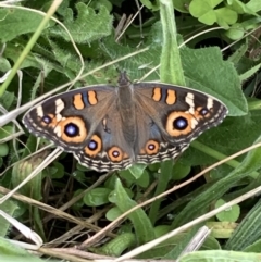 Junonia villida at Macarthur, ACT - 6 Mar 2022