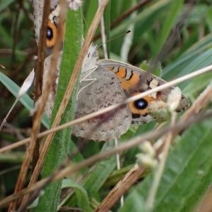 Junonia villida at Macarthur, ACT - 6 Mar 2022