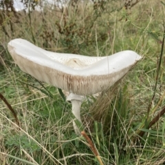 Macrolepiota dolichaula (Macrolepiota dolichaula) at Wanniassa Hill - 6 Mar 2022 by AnneG1