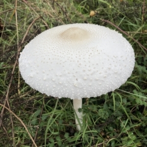 Macrolepiota dolichaula at Fadden, ACT - 6 Mar 2022 12:56 PM