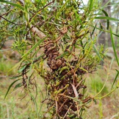 Uromycladium sp. (A gall forming rust fungus) at Isaacs Ridge and Nearby - 6 Mar 2022 by Mike