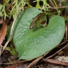 Corysanthes hispida (Bristly Helmet Orchid) at Wanniassa Hill - 6 Mar 2022 by AnneG1