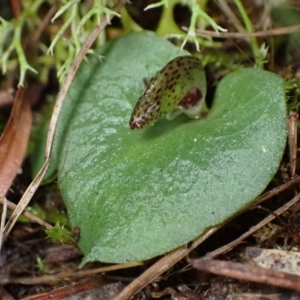 Corysanthes hispida at Fadden, ACT - 6 Mar 2022