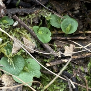 Corysanthes hispida at Fadden, ACT - 6 Mar 2022