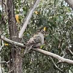 Phaps chalcoptera (Common Bronzewing) at QPRC LGA - 6 Mar 2022 by Ozflyfisher