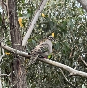 Phaps chalcoptera at Googong, NSW - 6 Mar 2022