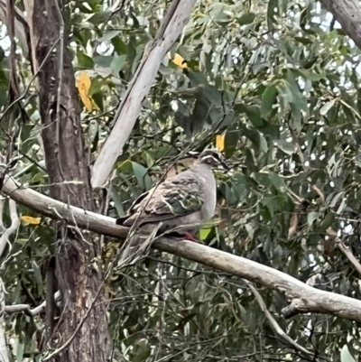 Phaps chalcoptera (Common Bronzewing) at Googong Reservoir - 6 Mar 2022 by Ozflyfisher