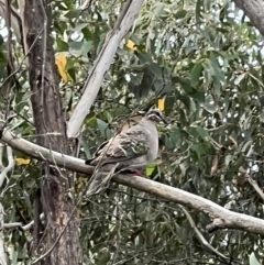 Phaps chalcoptera (Common Bronzewing) at Googong Foreshore - 6 Mar 2022 by Ozflyfisher