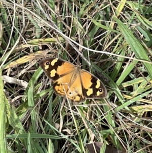 Heteronympha merope at Googong, NSW - 6 Mar 2022