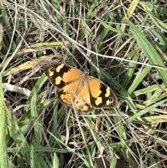 Heteronympha merope (Common Brown Butterfly) at Googong Reservoir - 6 Mar 2022 by Ozflyfisher