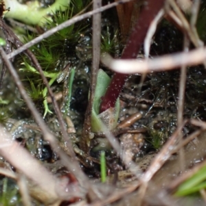 Eriochilus cucullatus at Fadden, ACT - 6 Mar 2022