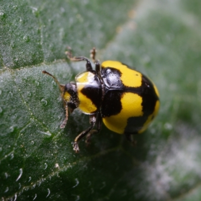 Illeis galbula (Fungus-eating Ladybird) at Downer, ACT - 6 Mar 2022 by RobertD