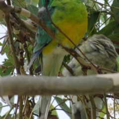 Psephotus haematonotus (Red-rumped Parrot) at Lyneham, ACT - 6 Mar 2022 by RobertD