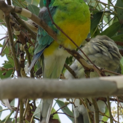 Psephotus haematonotus (Red-rumped Parrot) at Sullivans Creek, Lyneham North - 6 Mar 2022 by RobertD