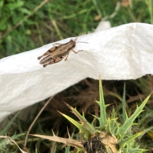 Phaulacridium vittatum at Molonglo Valley, ACT - 6 Mar 2022 11:09 AM