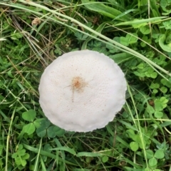 Macrolepiota dolichaula (Macrolepiota dolichaula) at Aranda Bushland - 5 Mar 2022 by KMcCue