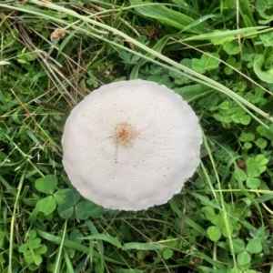 Macrolepiota dolichaula at Molonglo Valley, ACT - 6 Mar 2022