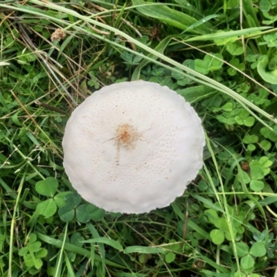 Macrolepiota dolichaula (Macrolepiota dolichaula) at Molonglo Valley, ACT - 6 Mar 2022 by KMcCue