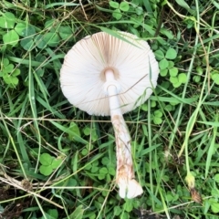 Macrolepiota dolichaula at Molonglo Valley, ACT - 6 Mar 2022