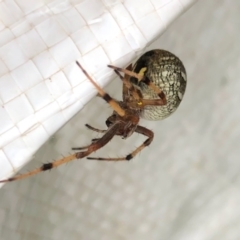 Araneidae (family) (Orb weaver) at Molonglo Valley, ACT - 5 Mar 2022 by KMcCue