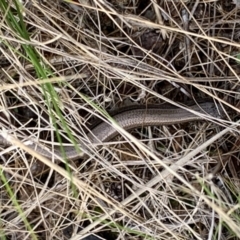 Hemiergis talbingoensis (Eastern Three-toed Earless Skink) at Stromlo, ACT - 4 Mar 2022 by Dayrob