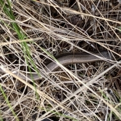 Hemiergis talbingoensis (Three-toed Skink) at Stromlo, ACT - 4 Mar 2022 by Dayrob