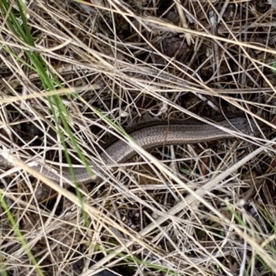 Hemiergis talbingoensis (Eastern Three-toed Earless Skink) at Stromlo, ACT - 4 Mar 2022 by Dayrob
